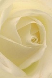 Drawn intimately into the heart of a cream-white rose, this image evokes the feeling of being nestled safely among its delicate spirals-an embrace as peaceful as a morning in Marlow by the river. Each petal unfurls with a whisper-like elegance, soft and luminous as if just touched by mist drifting from the Thames. Gentle shadows curve within the ivory folds, imparting a sense of depth and subtle drama that echoes quiet conversations in Marlow's cozy cafés or mornings spent exploring local boutiques. The atmosphere is one of serene contemplation, perfectly suited for conveying admiration, sympathy, or the hopeful promise of a new beginning. You can almost catch a trace of the rose's understated fragrance-gentle, sweet, and pure-lingering like the memory of a heartfelt gesture shared among friends. This close perspective reveals every nuance of the florist's skilled touch, a tribute to the care, artistry, and warmth that Flowers Marlow brings to every bouquet delivered throughout the town's welcoming streets.